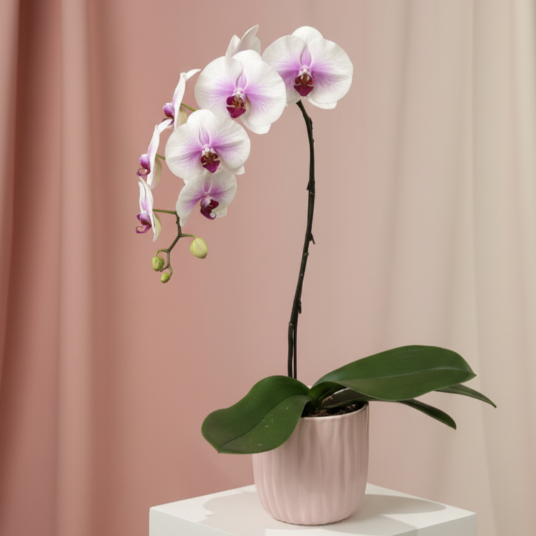 White Waterfall Phalaenopsis with Purple Center – 6" Pot