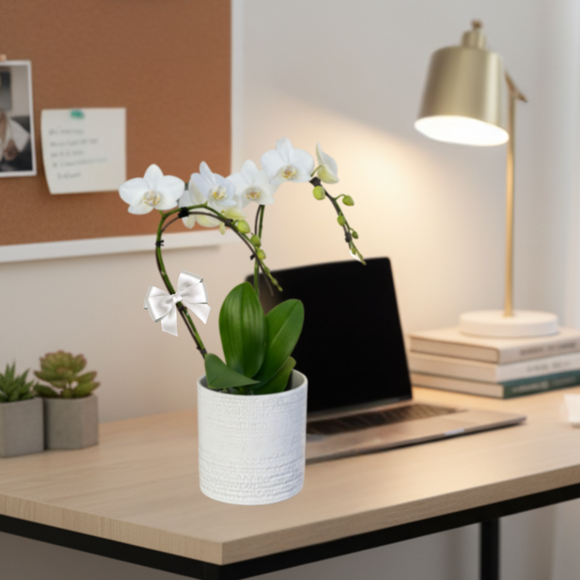 White Mini Orchid | 40 cm