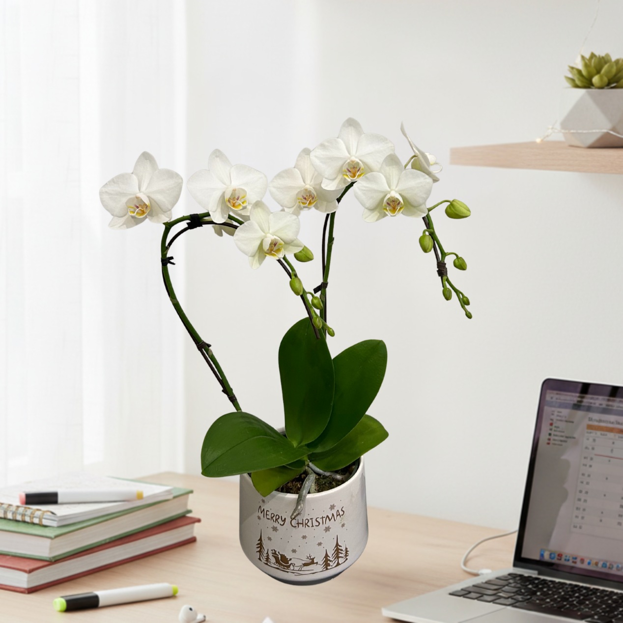 White Mini Orchid | 40 cm