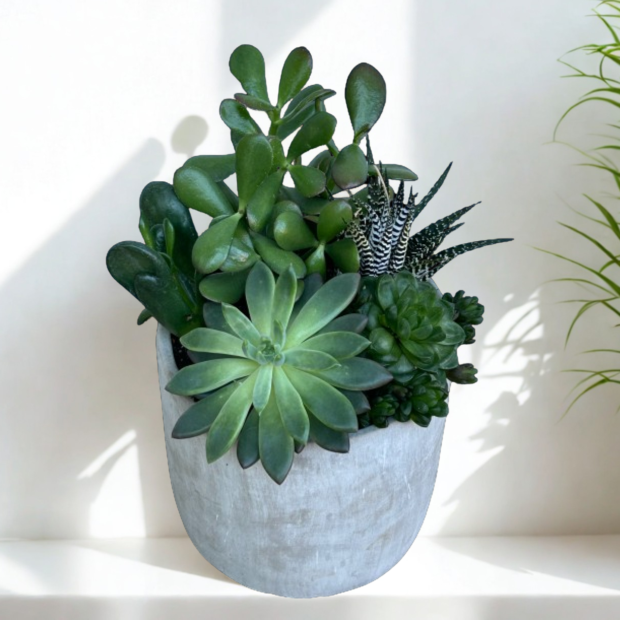 Modern Succulent Harmony