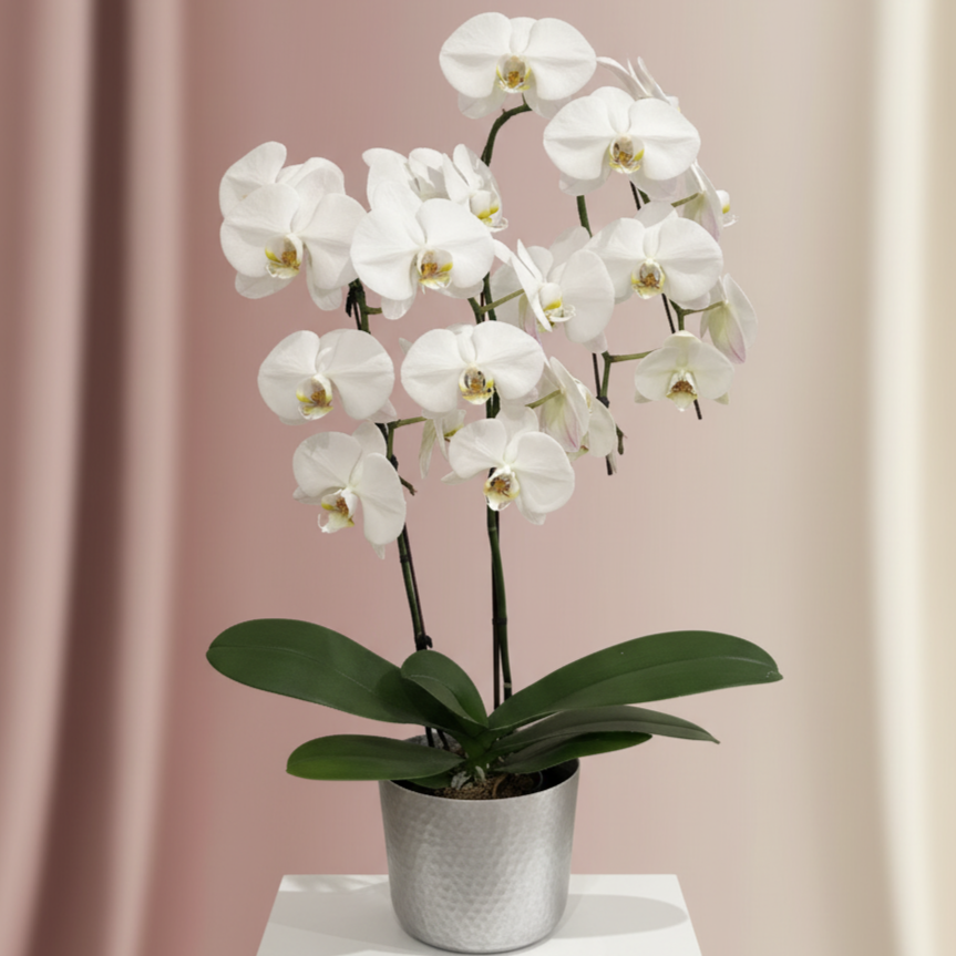 White Waterfall Phalaenopsis – 2 Stems (6" Pot)